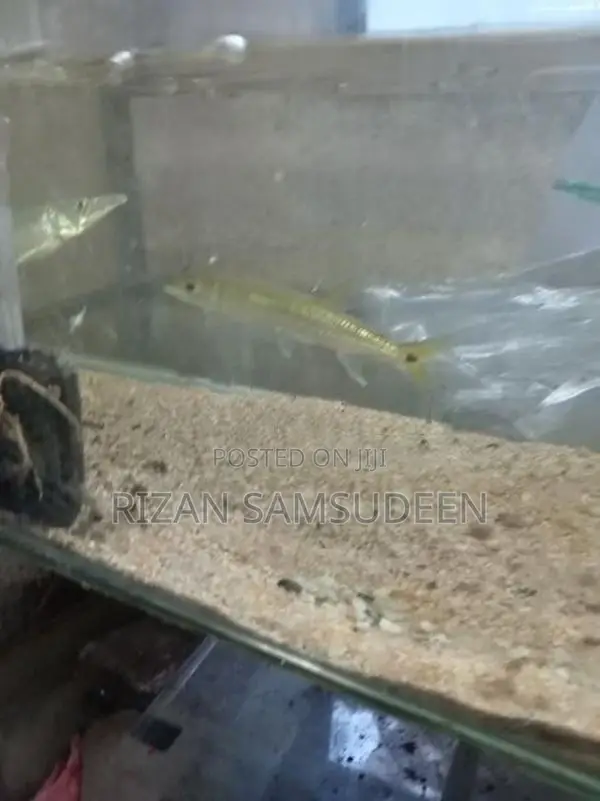 Yellow Tail Barracuda Fish