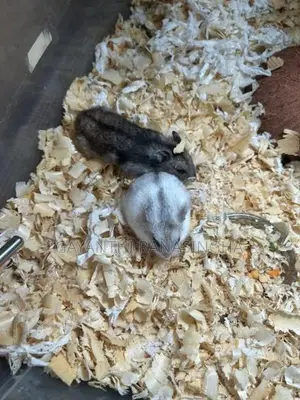 Hamster Breeding Pair
