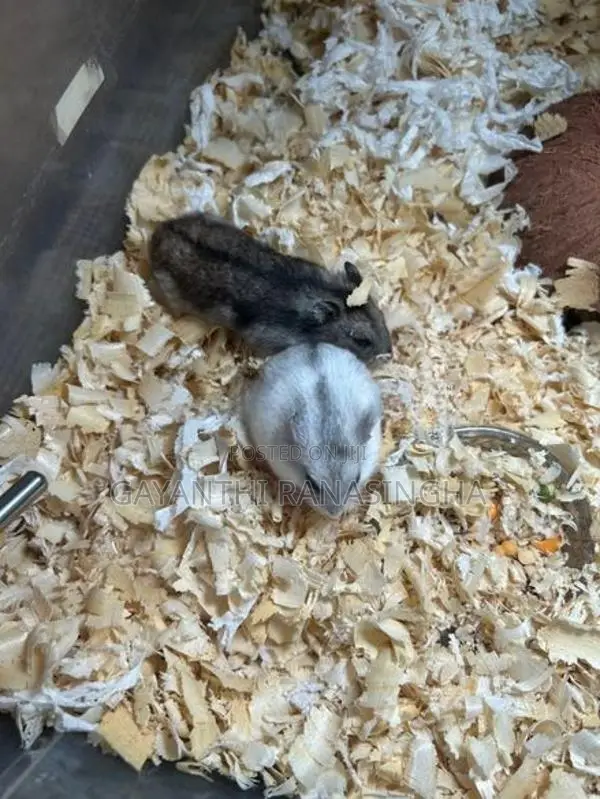 Hamster Breeding Pair