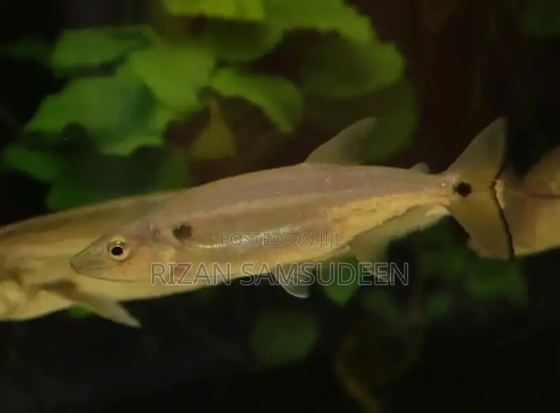 Yellow Tail Barracuda Fish