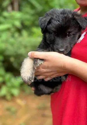 German Shepherd Puppies