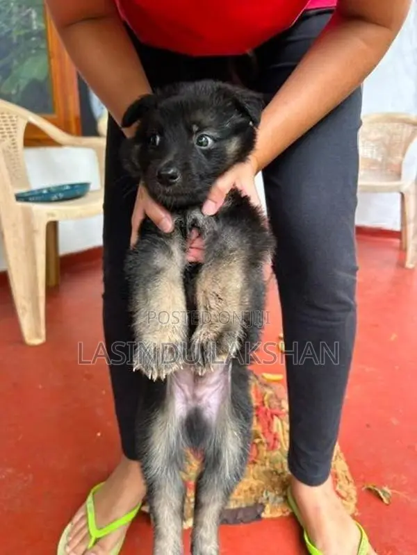 German Shepherd Puppies