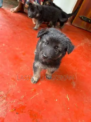 German Shepherd Puppies