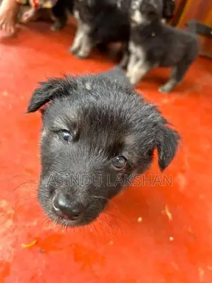 German Shepherd Puppies