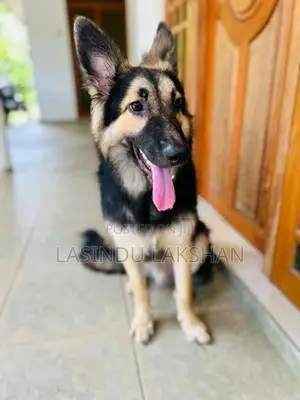 German Shepherd Puppies