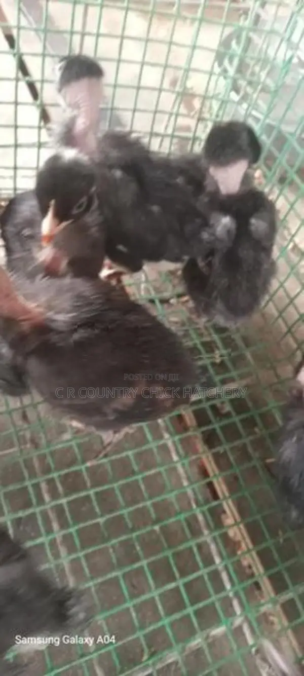 ගම් කිකිලි පැටවු