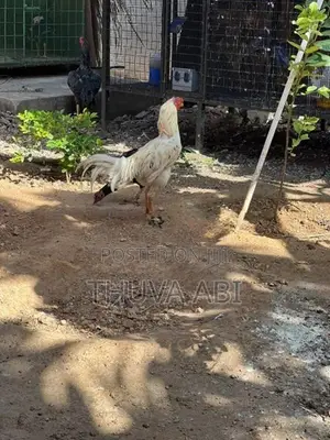 Farm Rooster