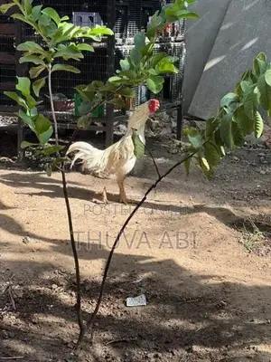 Farm Rooster
