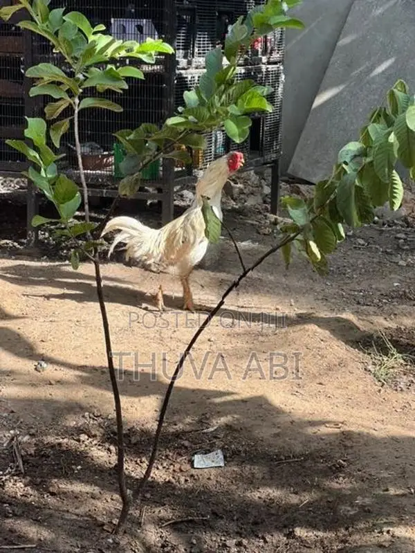 Farm Rooster