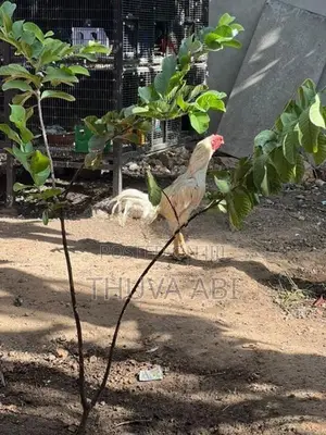 Farm Rooster