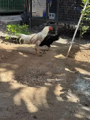 Farm Rooster