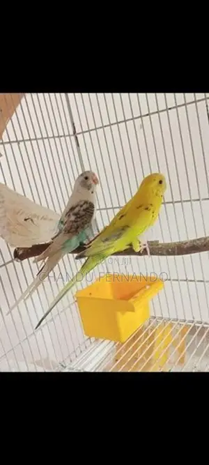 Love Birds