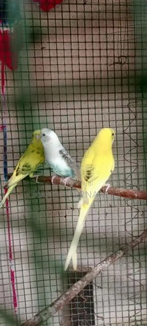 Love Birds