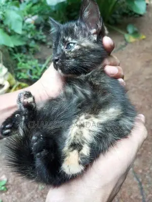 පර්සියන් මික්ස් පූස් පැටව්