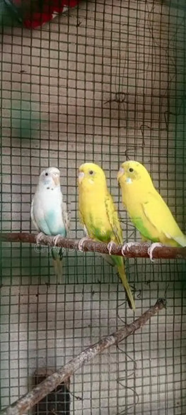 Love Birds