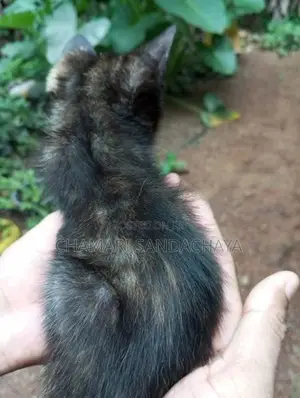 පර්සියන් මික්ස් පූස් පැටව්