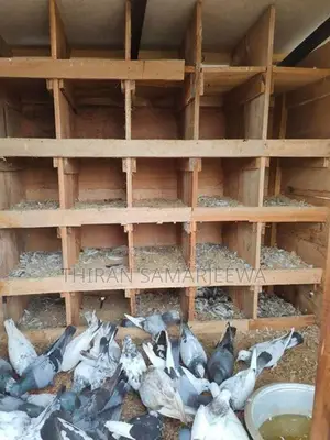 Pigeon Cage