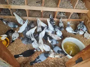 Pigeon Cage