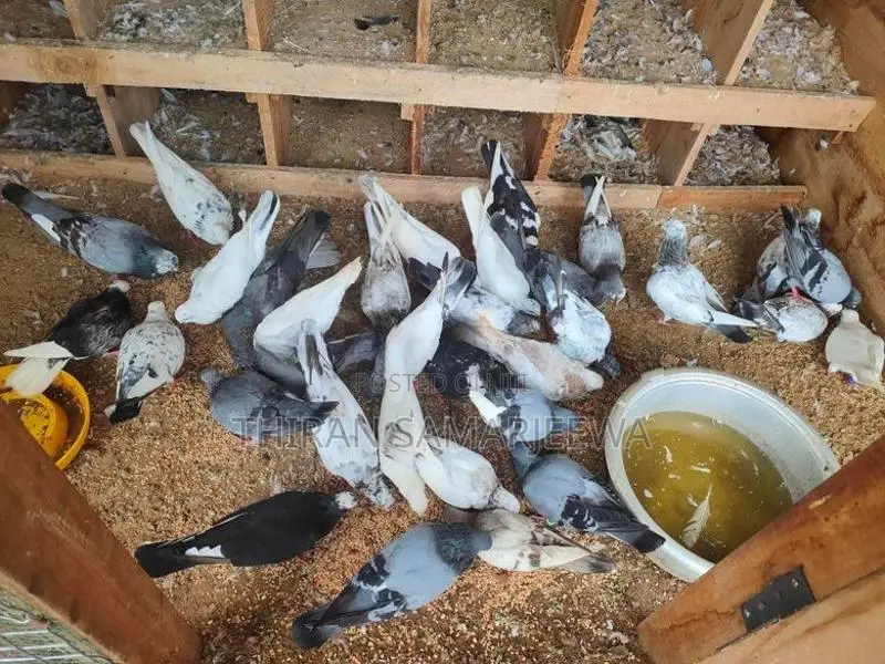 Pigeon Cage