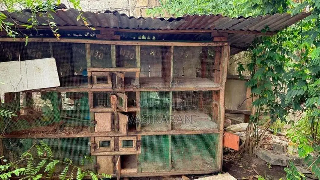 Chicken Cages
