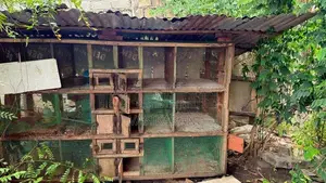 Chicken Cages