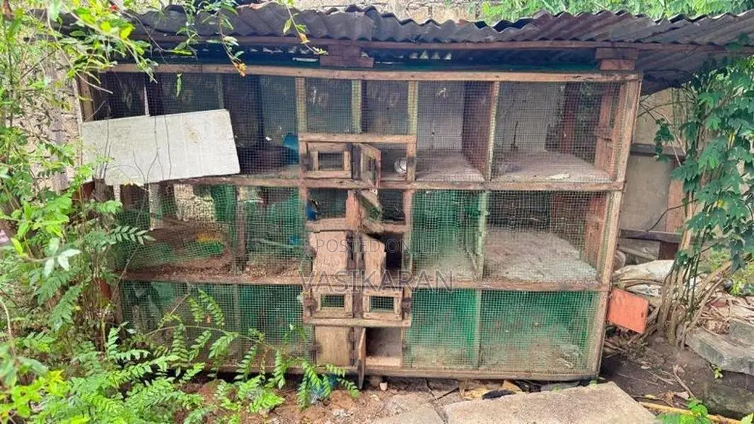 Chicken Cages
