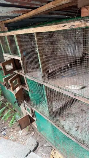 Chicken Cages