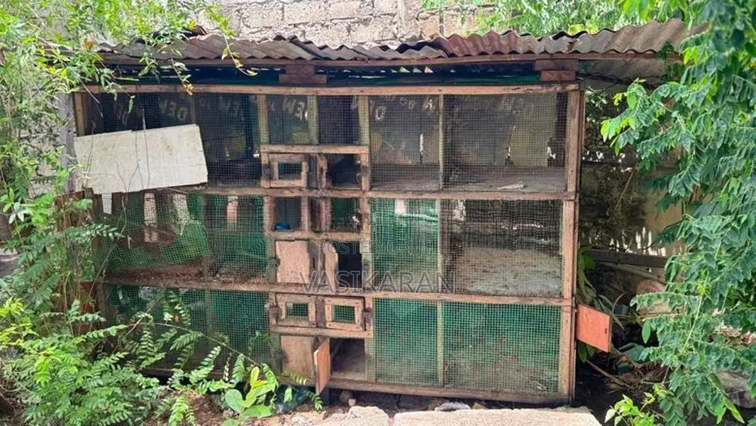 Chicken Cages