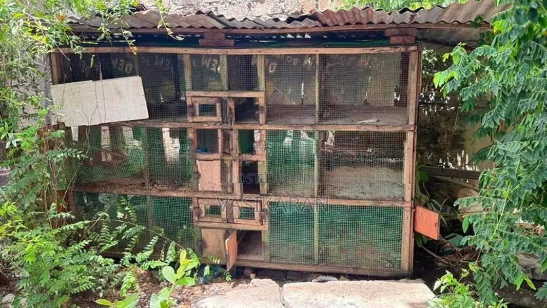 Chicken Cages