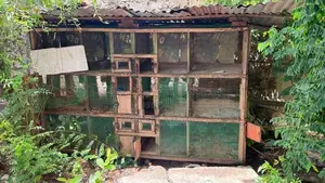 Chicken Cages