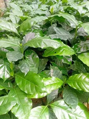 ලක් පැරකුම් වර්ගයේ කෝපි පැල