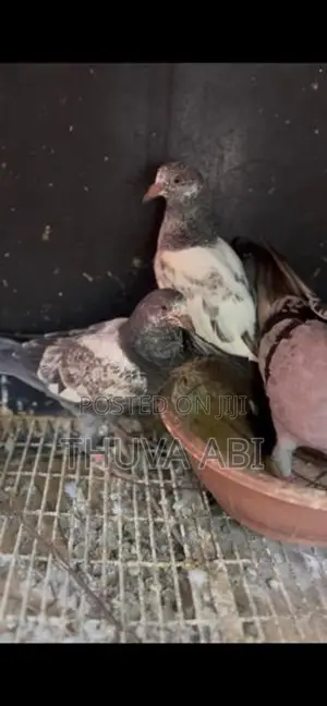 Timing Pigeon