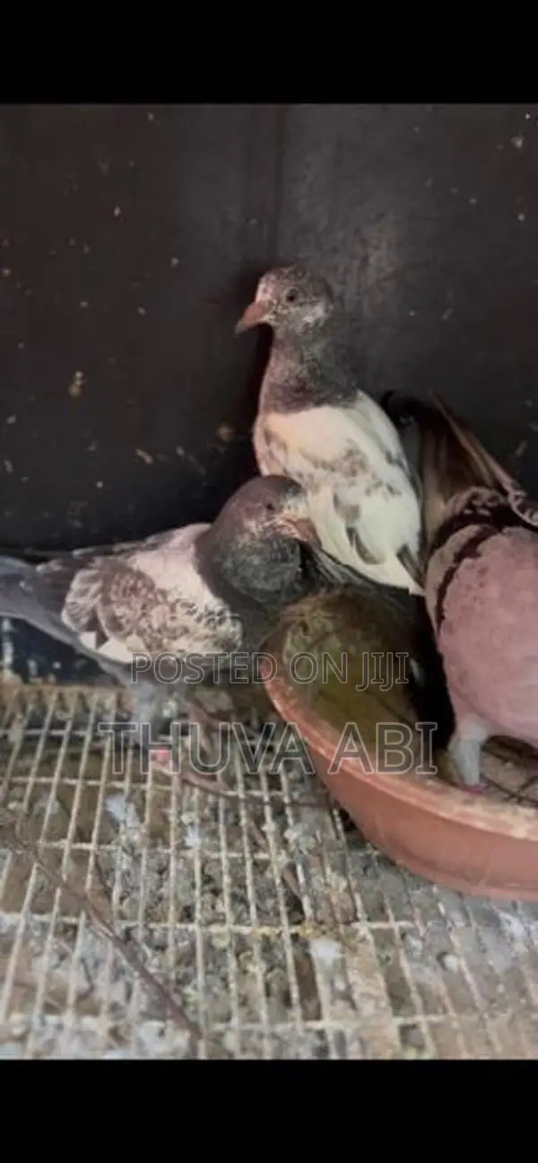 Timing Pigeon