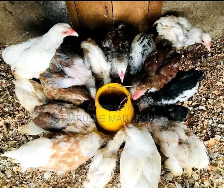 බ්‍රහ්මා කුකුළන්
