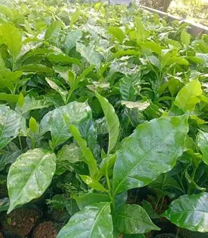 ලක් පැරකුම් වර්ගයේ කෝපි පැල