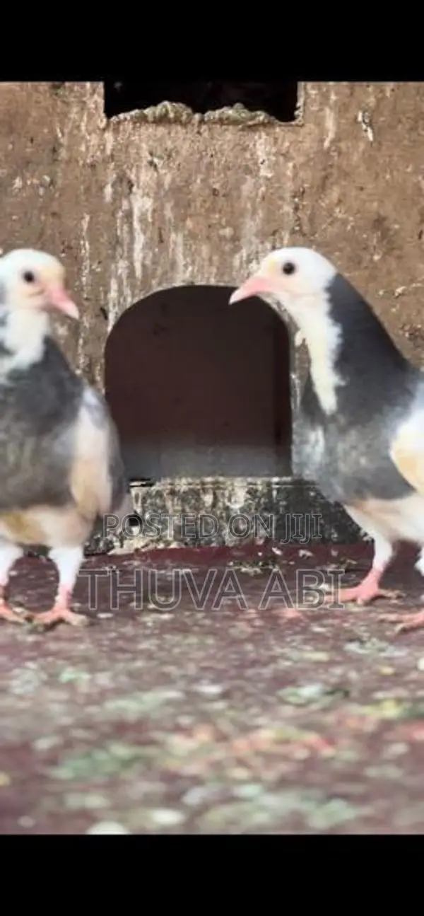 Timing Pigeon