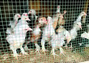 බ්‍රහ්මා කුකුළන්