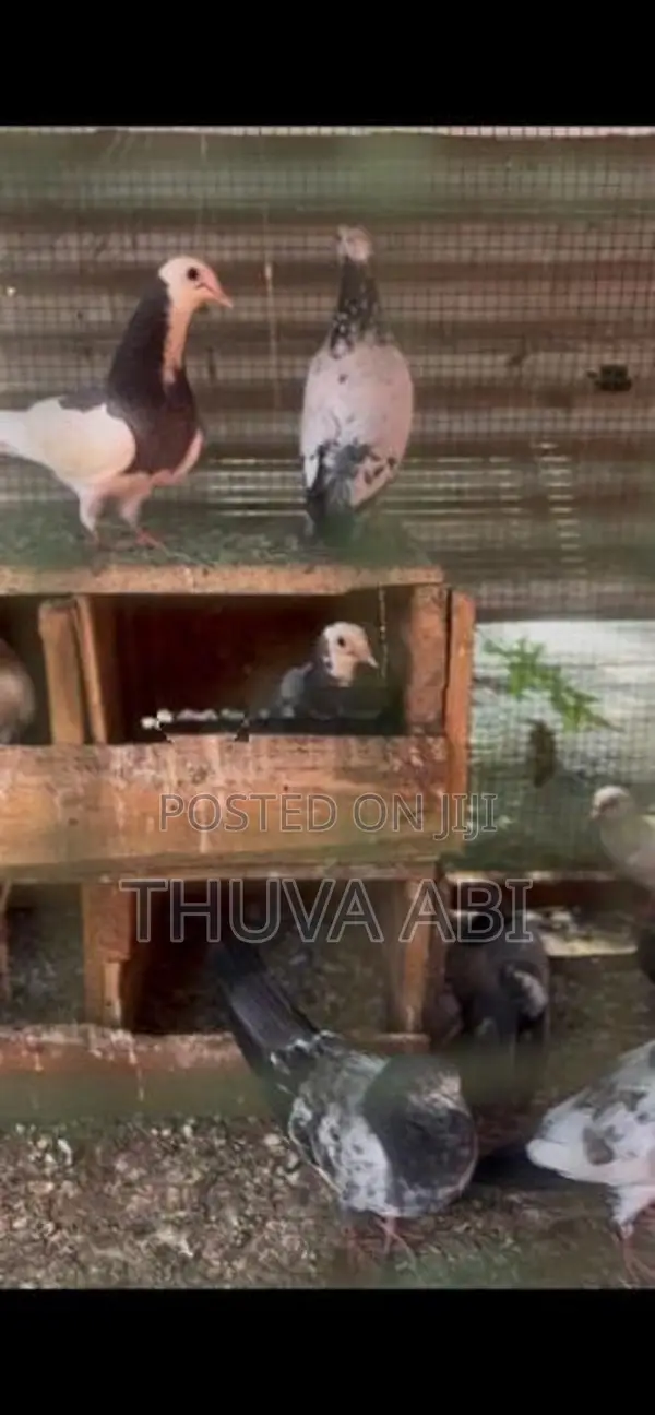 Timing Pigeon