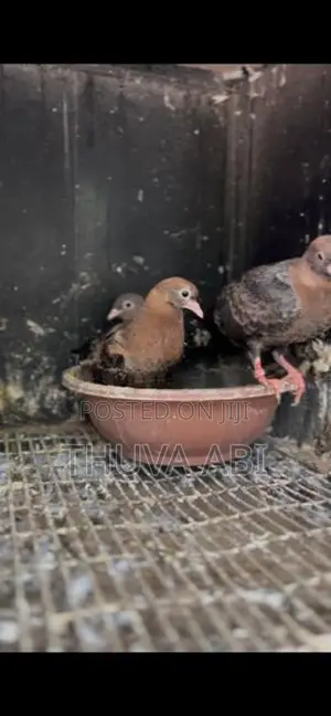 Timing Pigeon