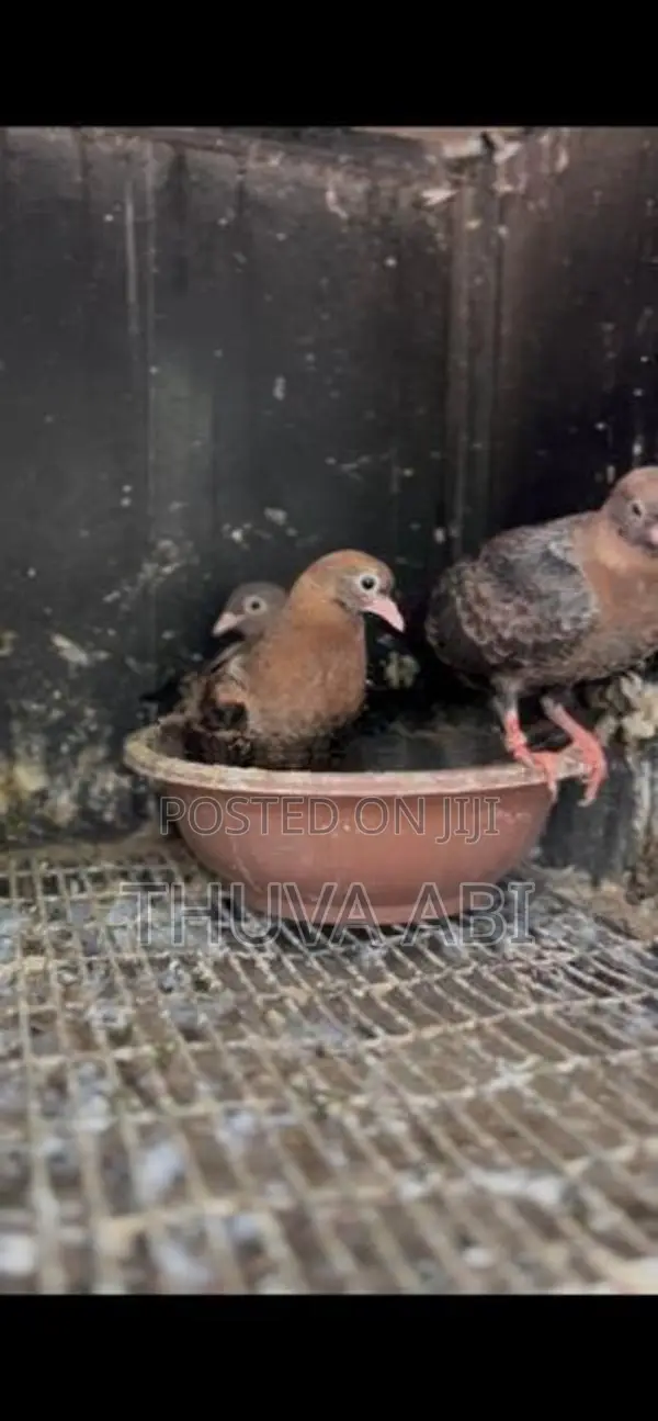 Timing Pigeon