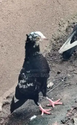 Pigeon