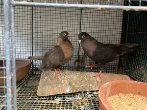 Pigeons