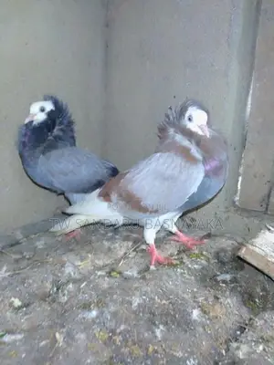 Pigeon
