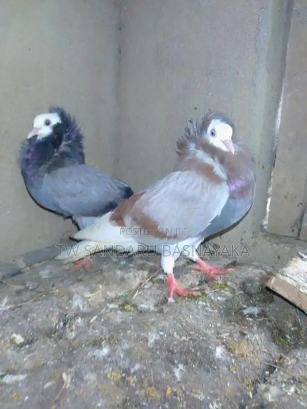 Pigeon
