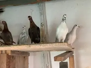 Pigeons