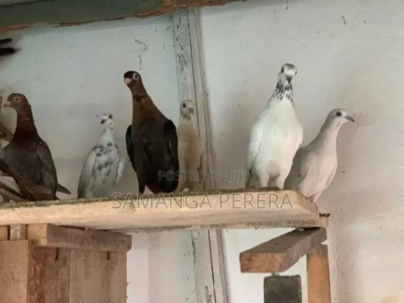 Pigeons