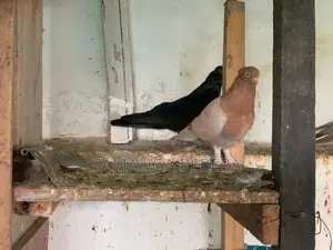 Pigeons