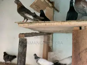 Pigeons
