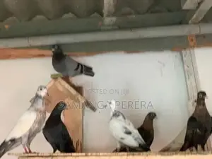 Pigeons