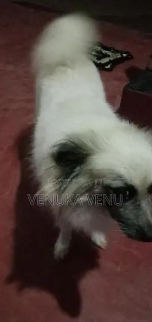 Pomeranian Dog